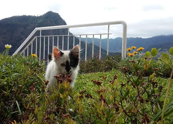 Casa Shalom Prázdninový dům São Roque do Faial
